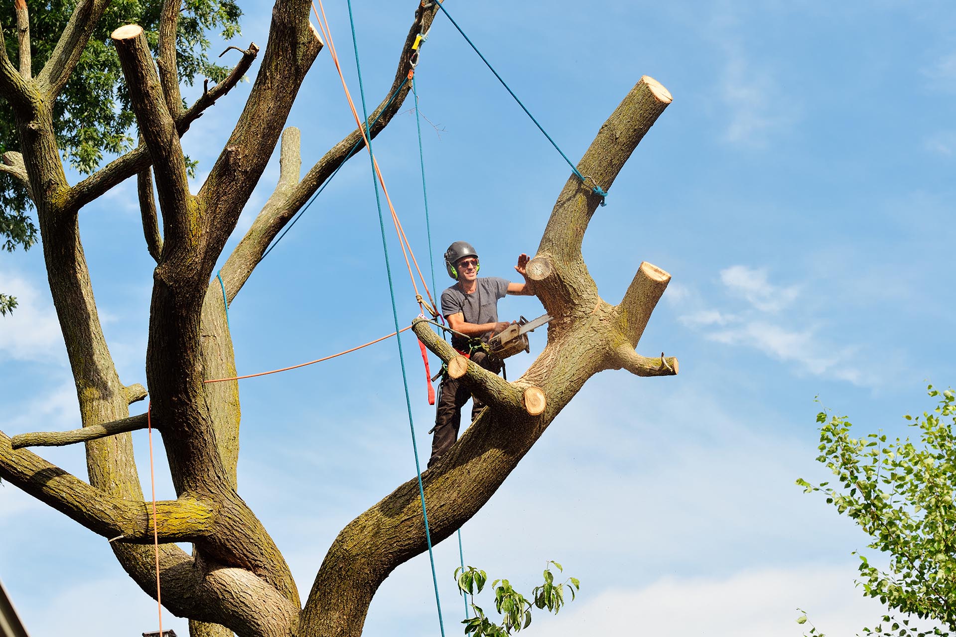 Reliable Tree Services in My Area Focused on Safety and Quality