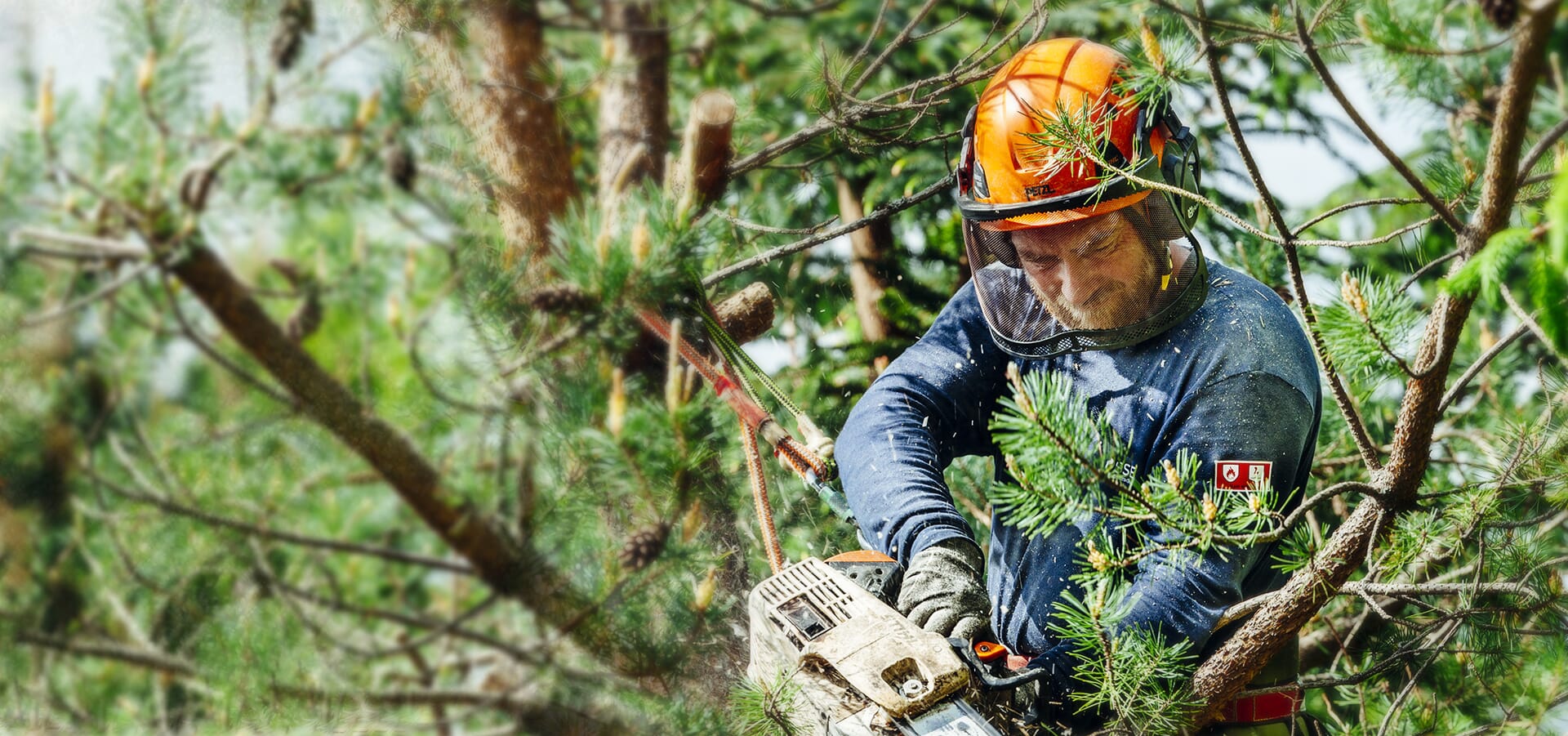 Expert Tree Removal Service in Jackson MI for Large and Hazardous Trees