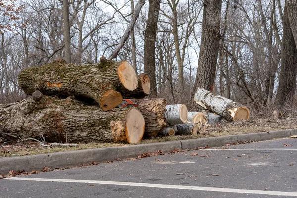 Trusted Tree Removal Rockford for Safe Yard Maintenance