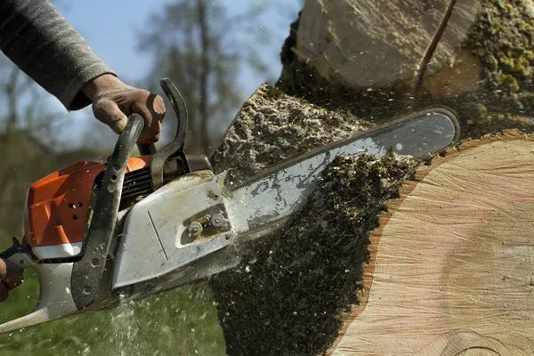 Trusted Tree Service South Lake Tahoe for Safe and Professional Care