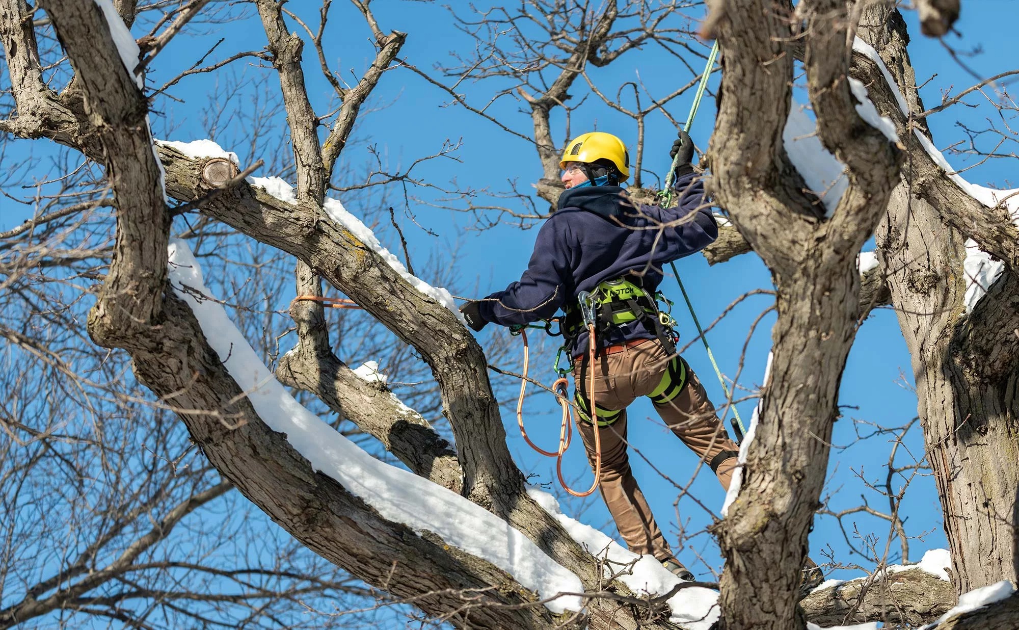 Transform Your Landscape Using Heald green tree surgeon Professional Services