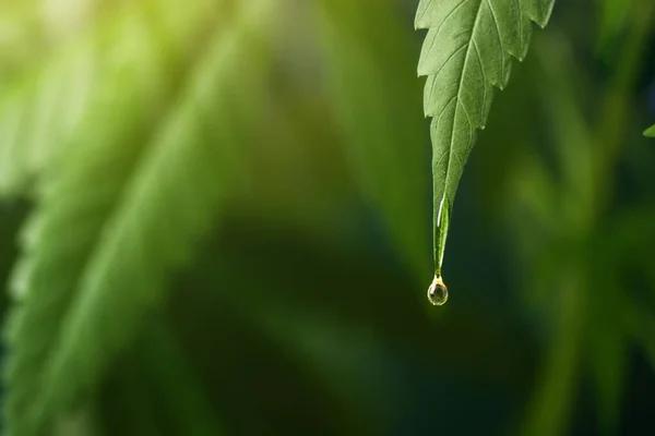 How to Compare Hemp Products Before Buying Online