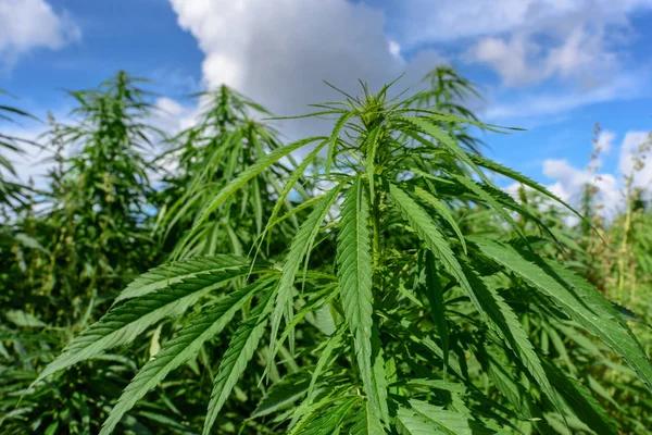 What to Know When Assessing Hemp-Derived Delta-8 Products