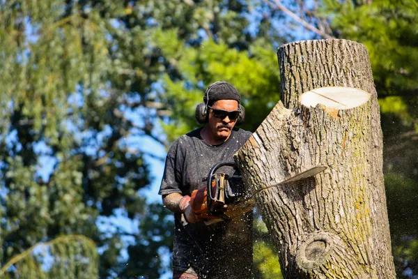 Affordable Property Care With Professional tree cutting service